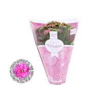 Kalanchoe Rosalina 12cm TST roze, Hoes met glitter