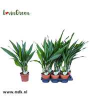 ASPIDISTRA ELATIOR