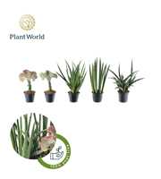 Sansevieria Mix Simpson P10,5