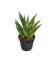 Sansevieria 'trifciata' Pineapple P8,5