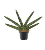 Sansevieria 'Skyline' P8,5