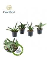 Sansevieria mix Victoria P8,5