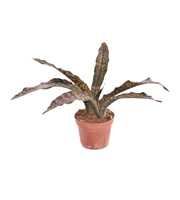 Sansevieria Copper Tone P12