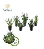 Sansevieria Mix Tanami P12