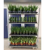 Sansevieria mix CC (soort per laag)