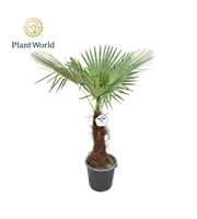 Trachycarpus fortuneii / Eagle palm P40 170-180cm 