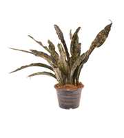 Sansevieria Copper Tone P19