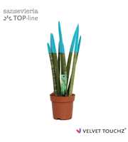 Sansevieria VELVET TOUCHZ® Aqua