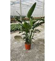 Strelitzia Nicolai 3 PP (zonder bloem) P30 180cm