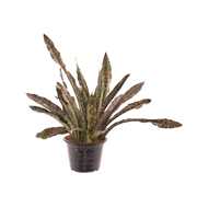 Sansevieria Copper Tone P24