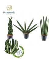 Sansevieria mix Gibson P8,5