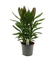 Cordyline Glauca Toef 19 cm