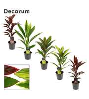 Cordyline Mix 12 cm(Decorum)