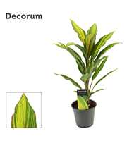 Cordyline Kiwi 12 cm ( Decorum )