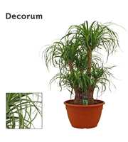 Beaucarnea vertakt 35 cm (Decorum)