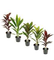 Cordyline Mix 12 cm