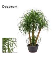 Beaucarnea vertakt 40 cm (Decorum)