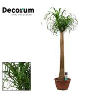 Beaucarnea recht 35 cm (Decorum)