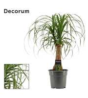 Beaucarnea recht 17 cm (Decorum)