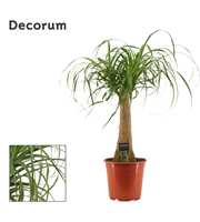 Beaucarnea recht 21 cm (Decorum)