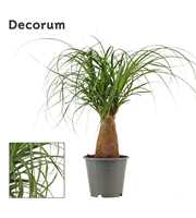 Beaucarnea recht 12 cm (Decorum)