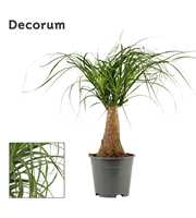 Beaucarnea recht 14 cm (Decorum)