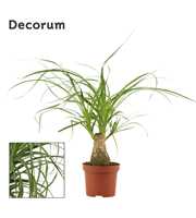 Beaucarnea recht 9 cm (Decorum)