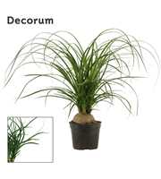 Beaucarnea bol 14 cm (Decorum)