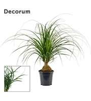 Beaucarnea bol 17 cm (Decorum)