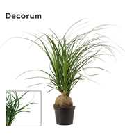 Beaucarnea bol 12 cm (Decorum)