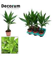 Areca Catechu 12 cm(Decorum)