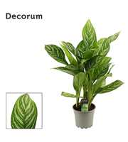 Aglaonema 17 cm Stripes (Decorum)