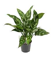 Aglaonema Maria 12 cm