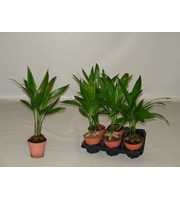 Areca Catechu 12 cm