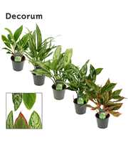 Aglaonema mix 12 cm (Decorum)