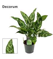 Aglaonema Maria 12 cm (Decorum)