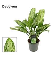 Aglaonema Christina 12 cm (Decorum)