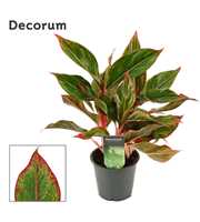 Aglaonema Crete 12 cm (Decorum)