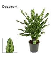 Aglaonema 17 cm Miss Julliette (Decorum)