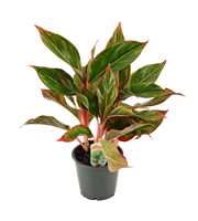 Aglaonema Crete 12 cm