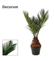 Cycas revoluta 6 cm, 3+ veren (Decorum)