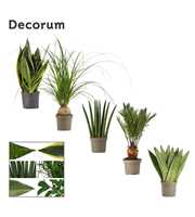 Groenmix 9 cm (Decorum)