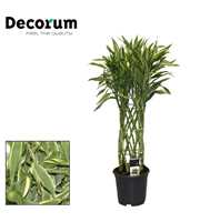 Dracaena Sanderiana white 19 cm (Decorum)