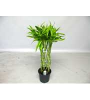 Dracaena Sanderiana gold 19 cm