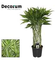 Dracaena Sanderiana victory 19 cm (Decorum)