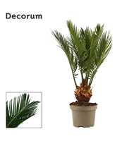 Cycas revoluta 9 cm, 4+ veren (Decorum)