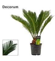 Cycas revoluta 14 cm, 10+ veren (Decorum)