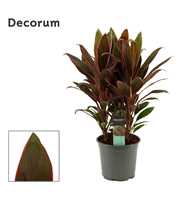 Cordyline Rumba Toef 19 cm (Decorum)