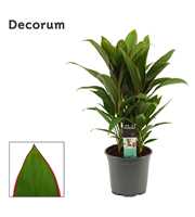 Cordyline Salsa toef 19 cm (Decorum)