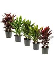 Cordyline Gemengd Toef 19 cm